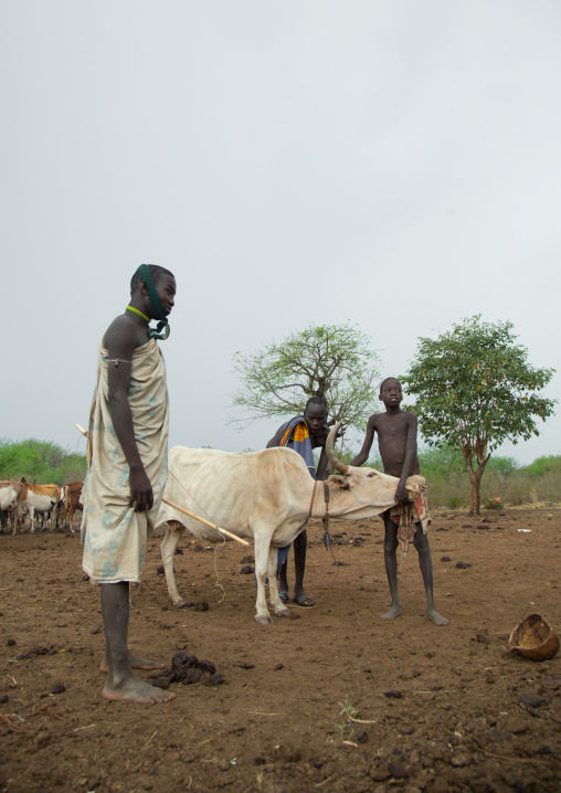 Bodi tribe men taking blood from vein in neck of cow from hole made with arrow, Omo valley, Hana mursi, Ethiopia