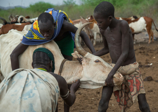 Bodi tribe men taking blood from vein in neck of cow from hole made with arrow, Omo valley, Hana mursi, Ethiopia