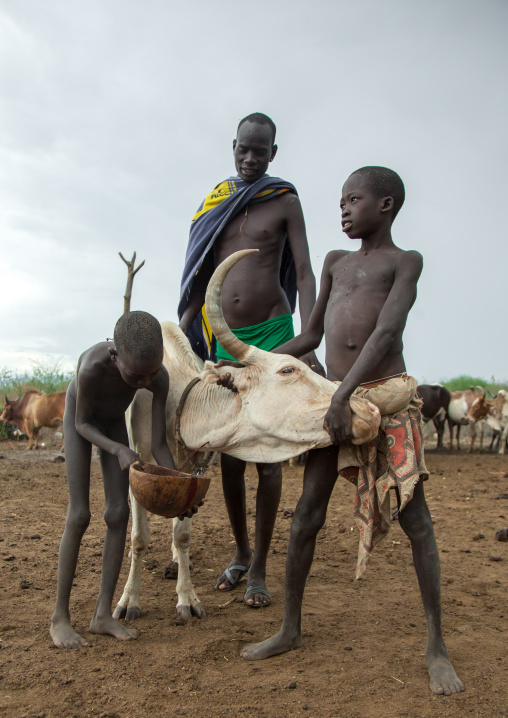 Bodi tribe men collecting blood from a cow, Omo valley, Hana mursi, Ethiopia