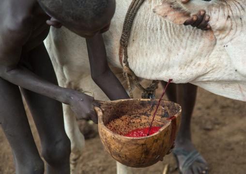 Bodi tribe men collecting blood from a cow, Omo valley, Hana mursi, Ethiopia