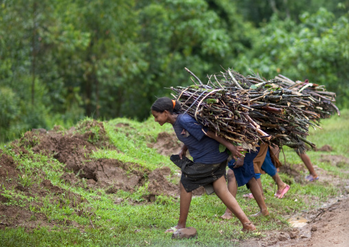 Wollo women carrying wood on their back, Mezan teferi area, Ethiopia