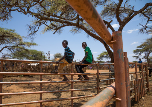 Borana boys sit on fences in a cattle maket, Oromia, Yabelo, Ethiopia