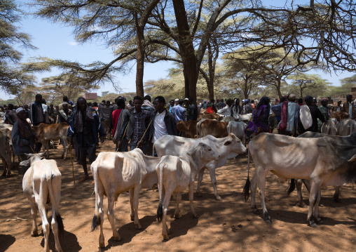 Cattle on a Borana market, Oromia, Yabelo, Ethiopia