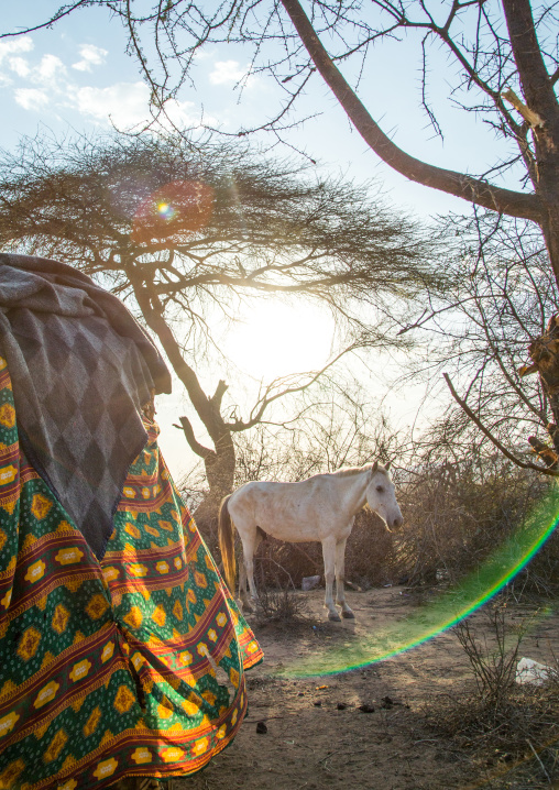 White horse during the Gada system ceremony in Borana tribe, Oromia, Yabelo, Ethiopia