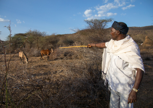 Borana tribe man showing horses during the Gada system ceremony, Oromia, Yabelo, Ethiopia