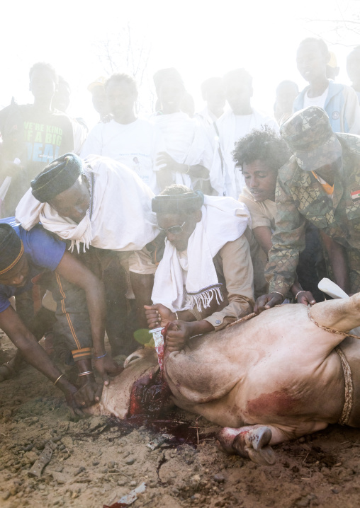 Slaughter of a bull during the Gada system ceremony in Borana tribe, Oromia, Yabelo, Ethiopia