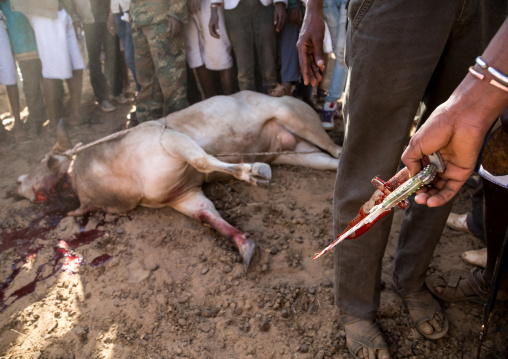 Slaughter of a bull during the Gada system ceremony in Borana tribe, Oromia, Yabelo, Ethiopia