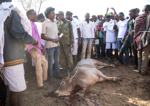 Slaughter of a bull during the Gada system ceremony in Borana tribe, Oromia, Yabelo, Ethiopia