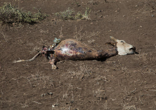 Dead cow during the drought, Oromia, Yabelo, Ethiopia