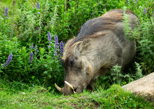 Warthog phacochoerus africanus, Oromia, Bale Mountains National Park, Ethiopia