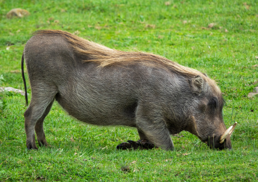 Warthog phacochoerus africanus, Oromia, Bale Mountains National Park, Ethiopia