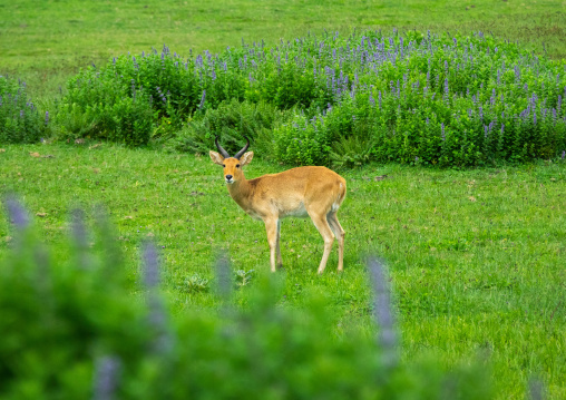 Female mountain nyala tragelaphus buxtoni, Oromia, Bale Mountains National Park, Ethiopia