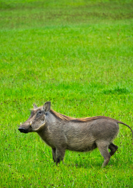 Warthog phacochoerus africanus, Oromia, Bale Mountains National Park, Ethiopia