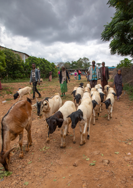 Oromo pilgrims in the shrine of sufi Sheikh Hussein bringing sheeps and goats for sacrifices, Oromia, Sheik Hussein, Ethiopia