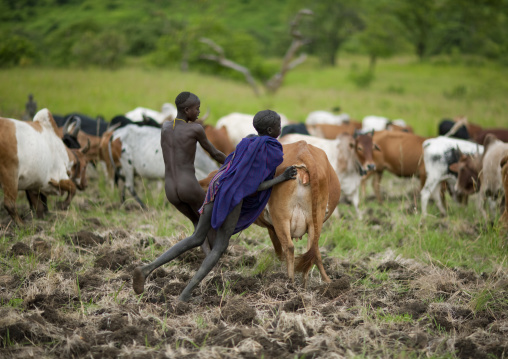 Suri Men Catching A Cow For The Blood Meal Ritual, Turgit Village,  Omo Valley, Ethiopia