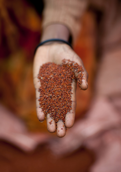 Red tef used to make injera, Village of fide, Gambella province, Ethiopia