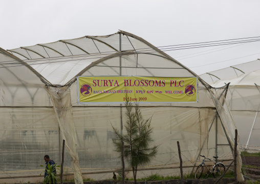 Greenhouses in a rose plantation, Ethiopia