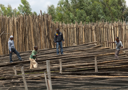 Wood from eucalyptus tree, Ethiopia