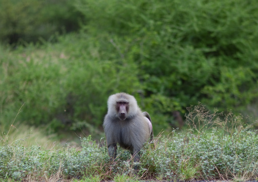 Baboon, Ethiopia