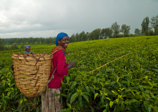 Woman picking up tea in wushi wushi plantation, Ethiopia