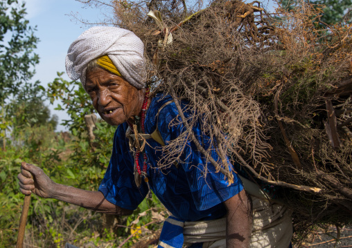 Od Gurage tribe woman carrying some wood on her back, Gurage Zone, Butajira, Ethiopia