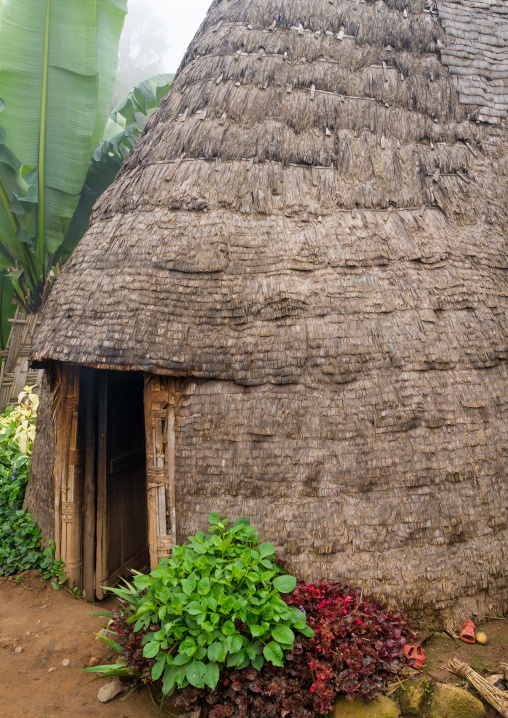 Traditional Dorze house made of bamboo and enset leaves, Gamo Gofa Zone, Gamole, Ethiopia