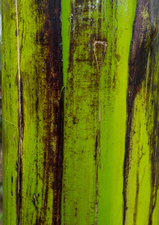 Enset trunk, Gamo Gofa Zone, Gamole, Ethiopia