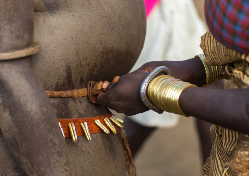 Woman putting a belt to a Bodi tribe fat man during Kael ceremony, Omo valley, Hana Mursi, Ethiopia