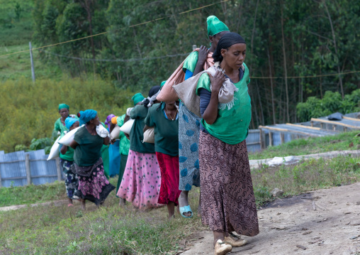 Ethiopian women carrying bags of coffee beans in a farm, Oromia, Shishinda, Ethiopia