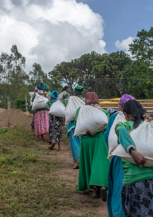 Ethiopian women carrying bags of coffee beans in a farm, Oromia, Shishinda, Ethiopia