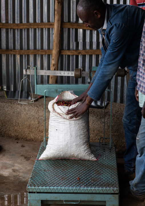 Ethiopian man putting a bag of fresh coffee beans on a balance, Oromia, Shishinda, Ethiopia