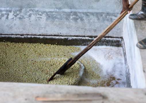 Ethiopian workers washing coffee beans in water, Oromia, Shishinda, Ethiopia