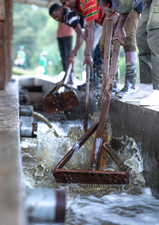 Ethiopian workers washing coffee beans in water, Oromia, Shishinda, Ethiopia