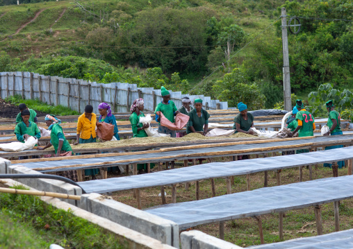 Ethiopian women drying coffee beans in a farm, Oromia, Shishinda, Ethiopia