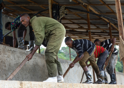 Ethiopian workers washing coffee beans in water, Oromia, Shishinda, Ethiopia