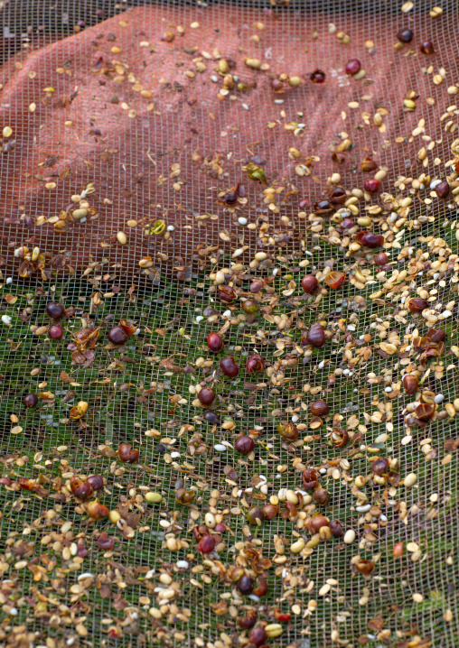 Fresh coffee beans on a sieve
, Oromia, Shishinda, Ethiopia