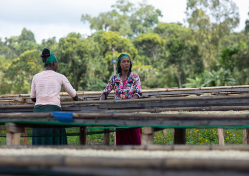 Ethiopian women drying coffee beans in a farm, Oromia, Shishinda, Ethiopia