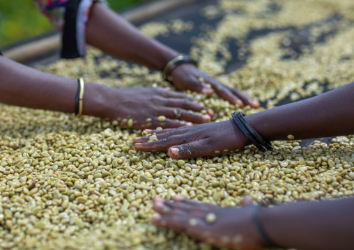 Ethiopian women drying coffee beans in a farm, Oromia, Shishinda, Ethiopia