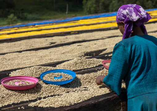 Ethiopian women drying coffee beans in a farm, Oromia, Shishinda, Ethiopia