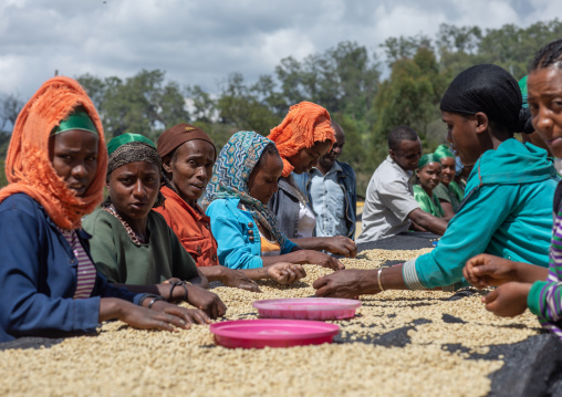 Ethiopian women drying coffee beans in a farm, Oromia, Shishinda, Ethiopia