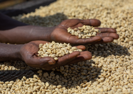 Ethiopian women drying coffee beans in a farm, Oromia, Shishinda, Ethiopia