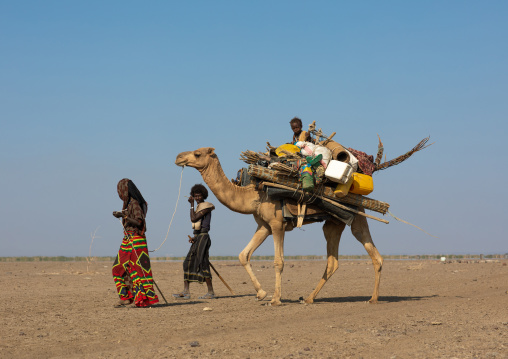 Afar people leading a camel caravan, Afar region, Semera, Ethiopia