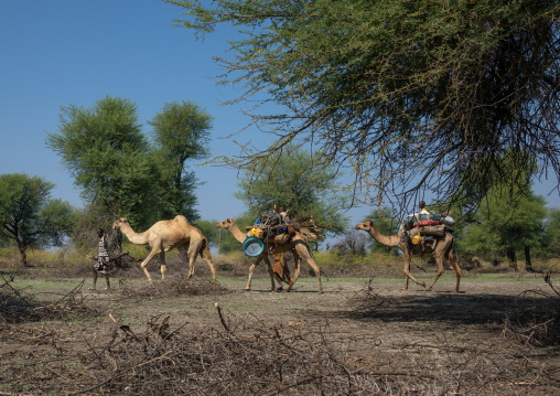 Afar people leading a camel caravan, Afar region, Semera, Ethiopia