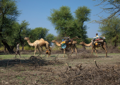 Afar people leading a camel caravan, Afar region, Semera, Ethiopia