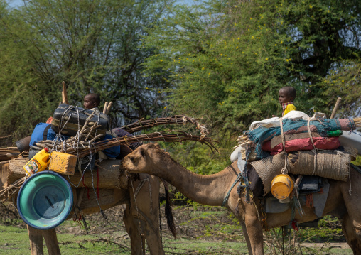 Afar people leading a camel caravan, Afar region, Semera, Ethiopia