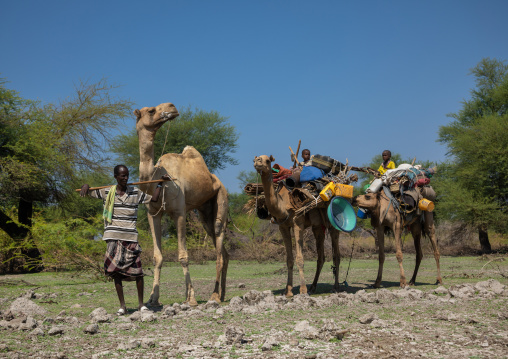 Afar man leading a camel caravan, Afar region, Semera, Ethiopia