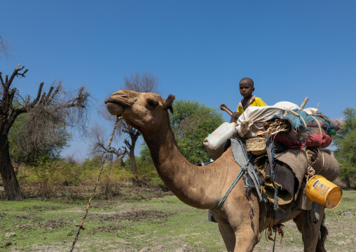 Afar children on a camel caravan, Afar region, Semera, Ethiopia