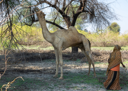 Camel eating a tree, Afar region, Semera, Ethiopia