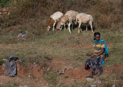 Ethiopian woman with her sheeps in a field, Oromia, Kulubi, Ethiopia