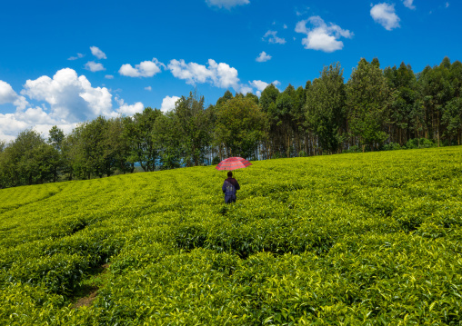 Ethiopian man with an umbrella working at green tea plantation, Keffa, Bonga, Ethiopia